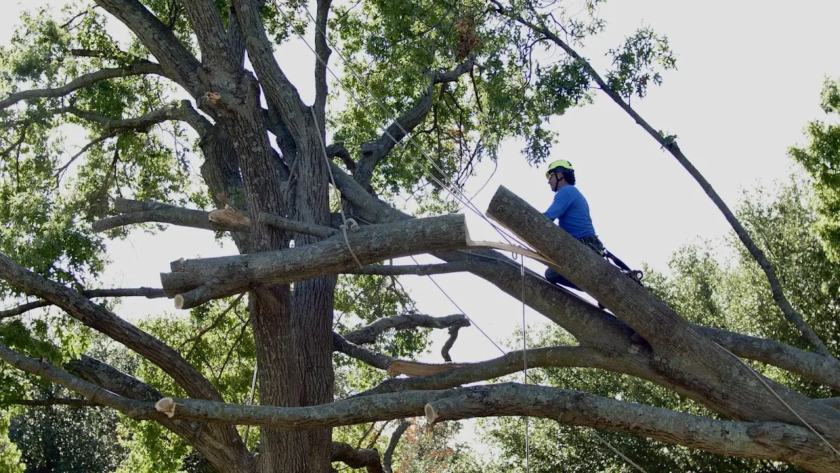 Professional Hazardous Tree Removal performed by certified arborists in Meta