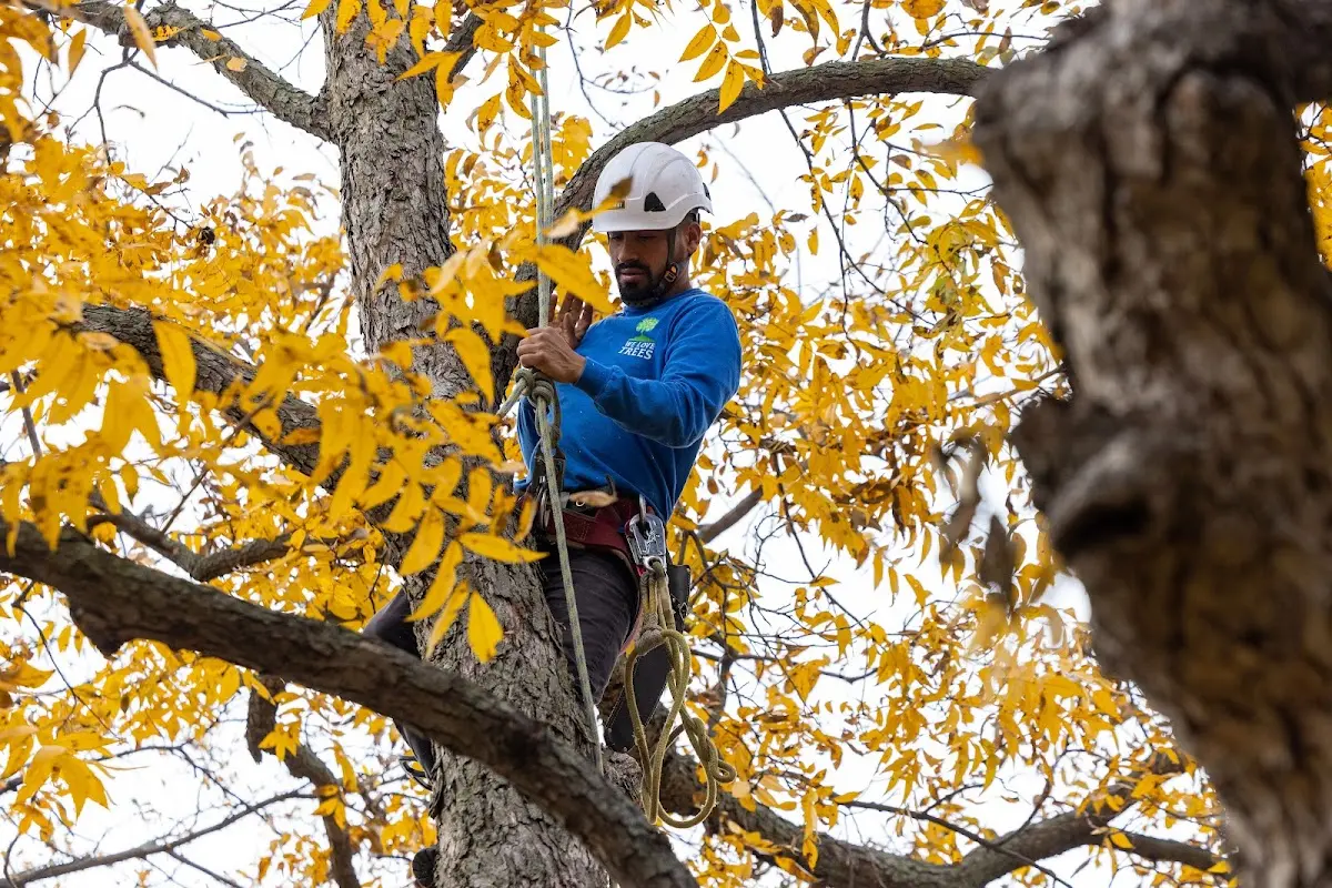 Skilled Tree Trimming crew working in Meta