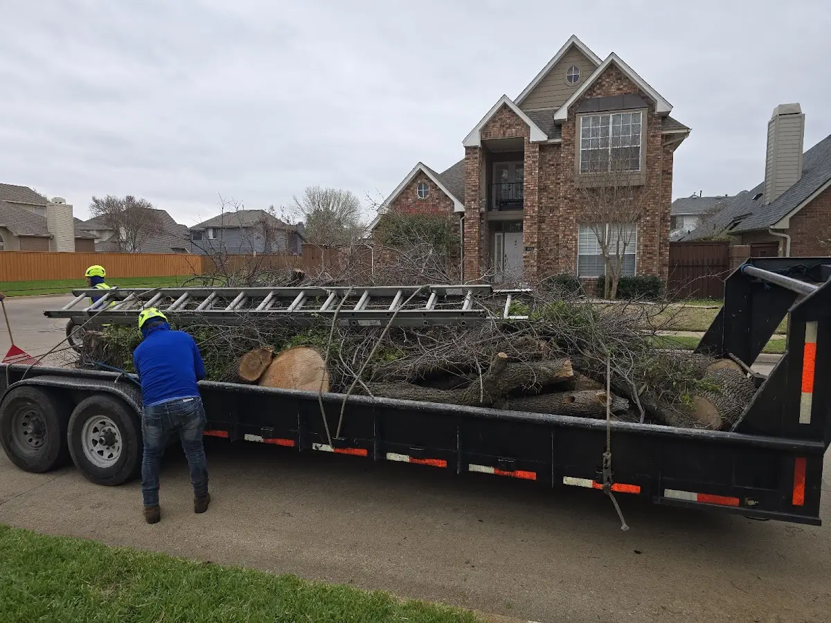 Expert Tree Removal with proper safety equipment in Meta